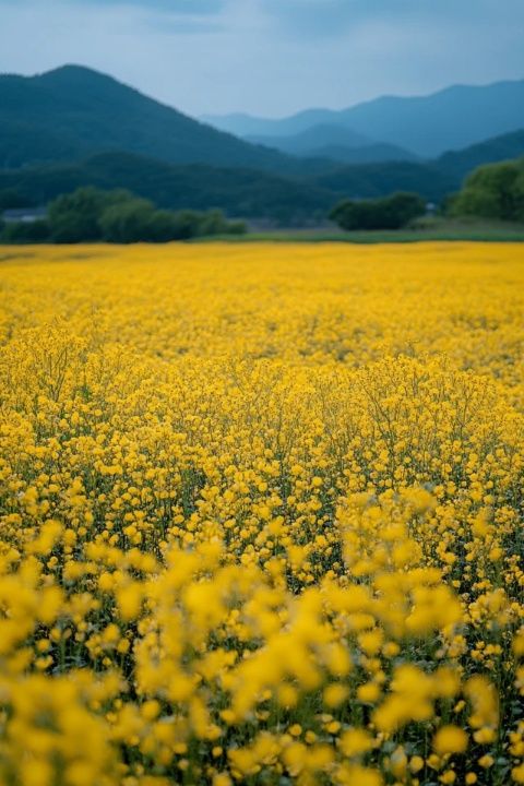 
西成高铁油菜花海春景：百万亩金黄映衬速度与美景